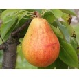 MAR CU SCORTISOARA